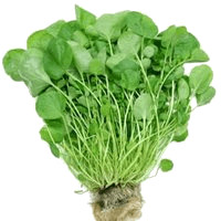 Watercress