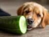 A curious puppy gnawing on a cucumber, showcasing its playful nature in a vibrant outdoor environment.