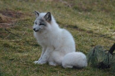 Canadian Marble Fox