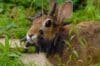 A rabbit with spikes on its head, illustrating the effects of Frankenstein Rabbit Disease.