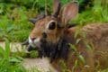 A rabbit with spikes on its head, illustrating the effects of Frankenstein Rabbit Disease.