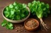 Coriander seeds scattered next to bright green cilantro, emphasizing the aromatic herbs' connection in cooking.