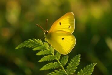 A vibrant yellow butterfly perched on a lush green plant, symbolizing joy and transformation in nature.