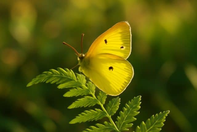 A vibrant yellow butterfly perched on a lush green plant, symbolizing joy and transformation in nature.
