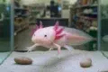A pink axolotl with feathery gills swimming in a tank, surrounded by sand and two stones, set in a pet store environment.