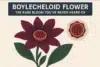 Boylecheloid flower with deep red petals and green leaves, accompanied by a circular image of its seed pod.