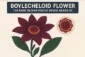 Boylecheloid flower with deep red petals and green leaves, accompanied by a circular image of its seed pod.