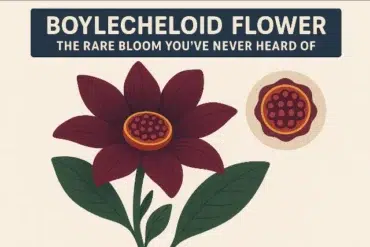 Boylecheloid flower with deep red petals and green leaves, accompanied by a circular image of its seed pod.
