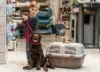 A young child stands in a pet store, holding a red leash attached to a playful brown Labrador Retriever beside a pet carrier.
