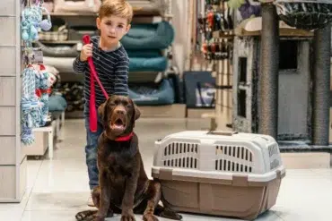 A young child stands in a pet store, holding a red leash attached to a playful brown Labrador Retriever beside a pet carrier.