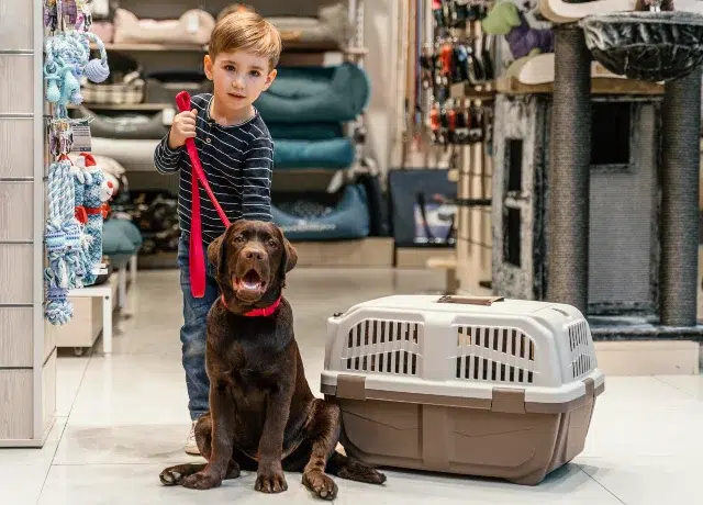 A young child stands in a pet store, holding a red leash attached to a playful brown Labrador Retriever beside a pet carrier.
