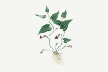 A botanical illustration of a plant with green leaves and purple bell-shaped flowers, showcasing its roots and stem.