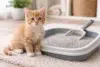 Boxie Cat Litter for kittens with a young kitten near a clean litter box in a bright home setting