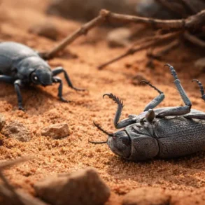Blue Death Feigning Beetle on desert sand showing powdery blue wax coating and death feigning posture