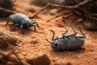 Blue Death Feigning Beetle on desert sand showing powdery blue wax coating and death feigning posture