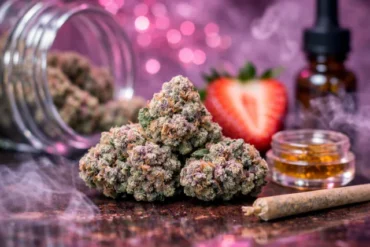 Pink Certz Strain buds with minty grape aroma and balanced hybrid effects