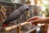 For Sale African Grey parrot on perch with buyer checking health records and breeder paperwork