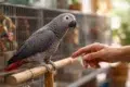 For Sale African Grey parrot on perch with buyer checking health records and breeder paperwork