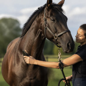 BK Horse standing calmly in a paddock during daily grooming and care routine