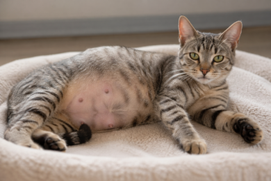 Pregnant cat resting safely at home during the How Long Are Cats Pregnant week-by-week timeline