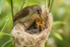 Lufanest for birds with a mother bird feeding and warming her babies in a soft natural nest