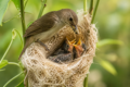 Lufanest for birds with a mother bird feeding and warming her babies in a soft natural nest