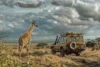 Giraffe standing beside a yellow safari vehicle in a grassy savanna under a cloudy sky.