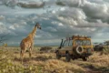 Giraffe standing beside a yellow safari vehicle in a grassy savanna under a cloudy sky.