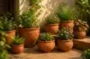 Terracotta pots arranged in a sunlit garden patio with a variety of lush green plants and blooming flowers