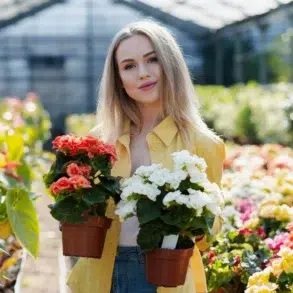Person in a greenhouse holding two potted flowering plants, one with red flowers and the other with white flowers.