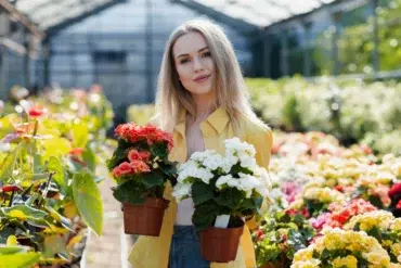 Person in a greenhouse holding two potted flowering plants, one with red flowers and the other with white flowers.