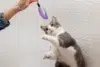 Gray and white cat reaching up to play with a purple feather toy held by a person against a textured white wall.
