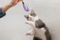 Gray and white cat reaching up to play with a purple feather toy held by a person against a textured white wall.