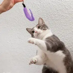 Gray and white cat reaching up to play with a purple feather toy held by a person against a textured white wall.