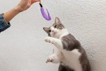 Gray and white cat reaching up to play with a purple feather toy held by a person against a textured white wall.
