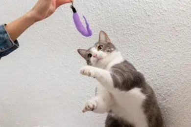Gray and white cat reaching up to play with a purple feather toy held by a person against a textured white wall.