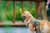 Golden retriever service dog wearing a vest with "SERVICE DOG" written on it stands near a wooden fence.