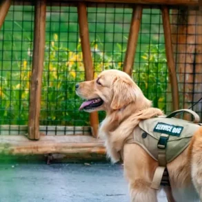 Golden retriever service dog wearing a vest with "SERVICE DOG" written on it stands near a wooden fence.
