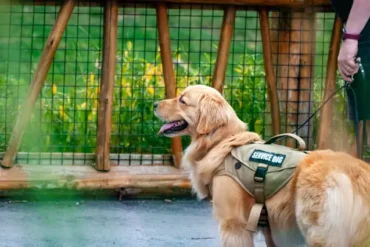Golden retriever service dog wearing a vest with "SERVICE DOG" written on it stands near a wooden fence.