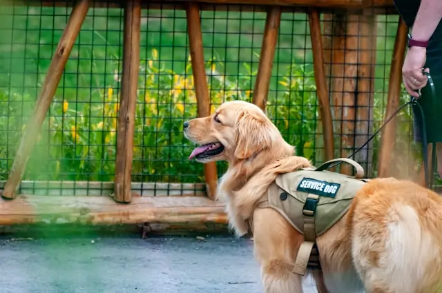 Golden retriever service dog wearing a vest with "SERVICE DOG" written on it stands near a wooden fence.