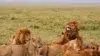A pride of lions resting and feeding on a carcass in the grassy savanna under a hazy sky.