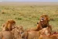 A pride of lions resting and feeding on a carcass in the grassy savanna under a hazy sky.