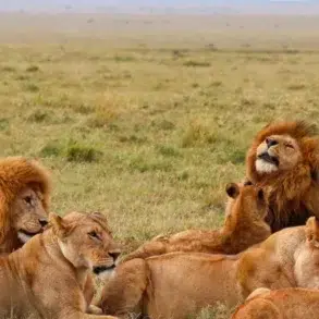 A pride of lions resting and feeding on a carcass in the grassy savanna under a hazy sky.