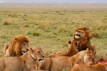 A pride of lions resting and feeding on a carcass in the grassy savanna under a hazy sky.