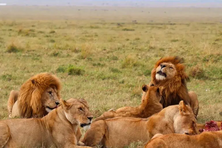 A pride of lions resting and feeding on a carcass in the grassy savanna under a hazy sky.
