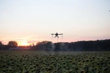 A agro drone hovers over a sunflower field at sunset, spraying mist. The sky glows with orange and pink hues, creating a tranquil rural scene.