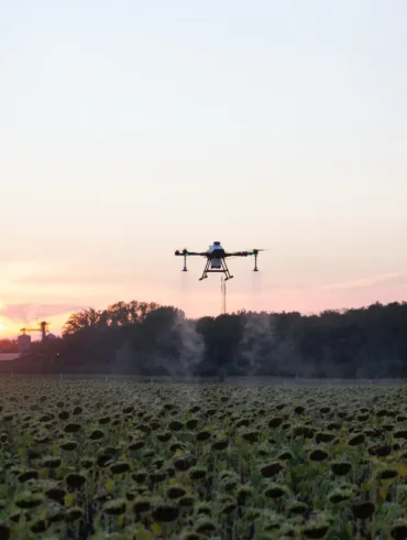 A agro drone hovers over a sunflower field at sunset, spraying mist. The sky glows with orange and pink hues, creating a tranquil rural scene.