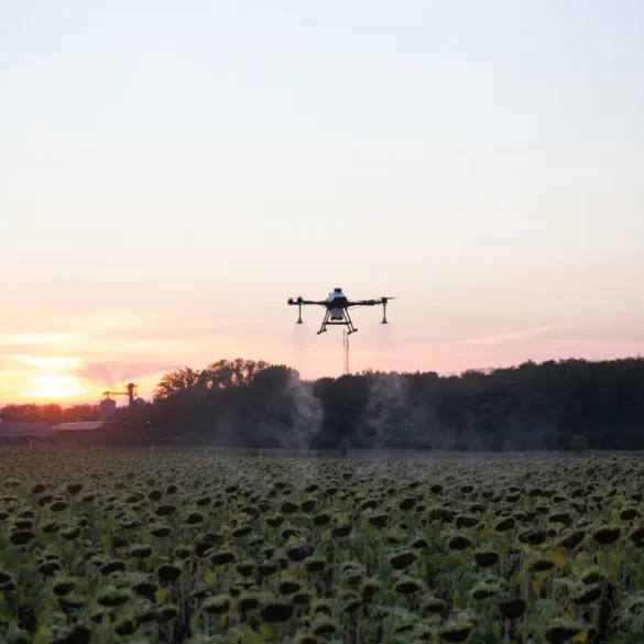 A agro drone hovers over a sunflower field at sunset, spraying mist. The sky glows with orange and pink hues, creating a tranquil rural scene.
